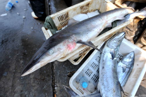 青岛两条小鲨鱼误撞网被捕获 