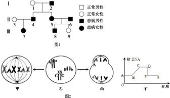 如图甲.乙表示真核生物遗传信息传递的两个过程.图丙为其中部分片段的放大示意图.以下分析正确的是 A.图中酶1和酶2是同一种酶B.图乙所示过程在高度分化的细胞中不会发生 