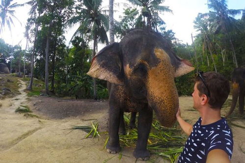 泰国大象抢走游客相机 用鼻子操作玩自拍 