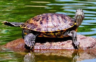 地球上智商最高的乌龟,巴西龟智商高如狗,能辨别主人 