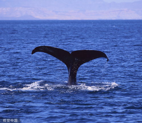 海蓝时见鲸,但不见你 