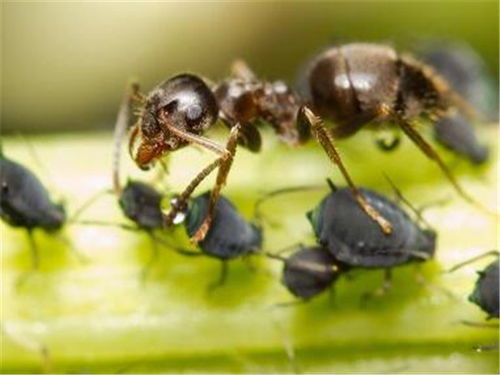 天津除蚂蚁机构 几种除蚂蚁方法