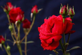 八朵玫瑰花花语是什么哪位知道