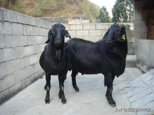 努比亚黑山羊养殖技术6大要点种公羊怀孕母羊及小羊羔的选种方法