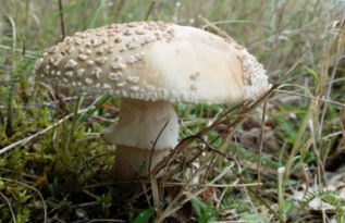 不能吃的野生蘑菇图片,如何判断野生蘑菇是否可以吃 