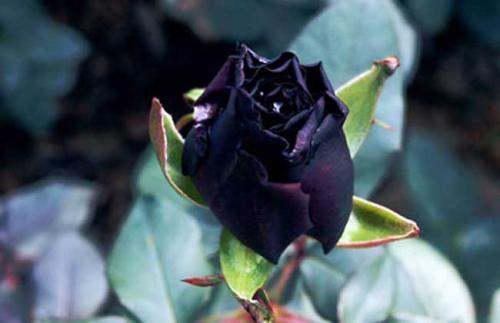 黑玫瑰代表什么意思,就是花语是什么 , 