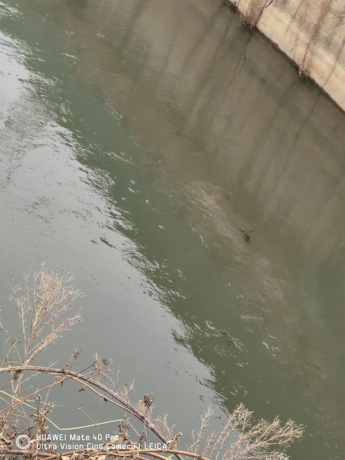 网友反映河水混浊有异味,西咸新区 水质达标,河道正施工