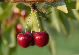 樱桃树栽培技术 保护地甜樱桃园土肥管理措施