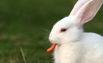 养兔子需要注意什么 