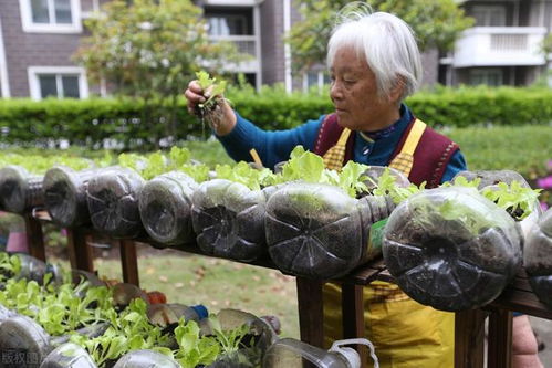 上海青种植时间和方法 正确选择季节 品种和方法,才能优质高产