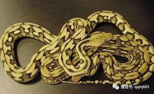 世界上寿命最长的蛇 黑唇眼镜蛇能活29年