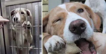 14只狗狗被收养前后的表情对比,动物真的