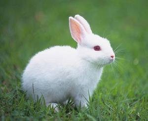 小白兔的生活习性以及特点 