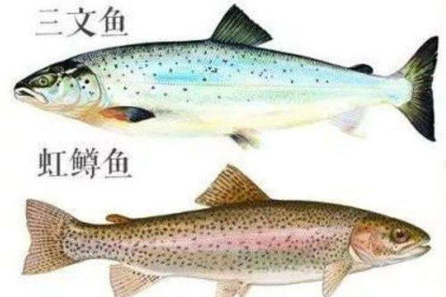 以假乱真的虹鳟鱼和三文鱼有什么区别