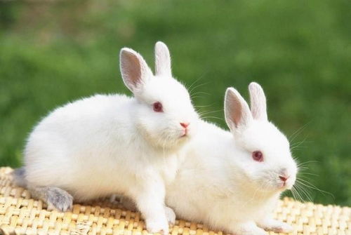 毛茸茸的两款国产兔