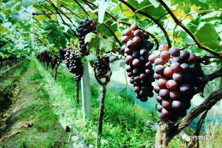 葡萄种植 葡萄的秋冬季管理方法 