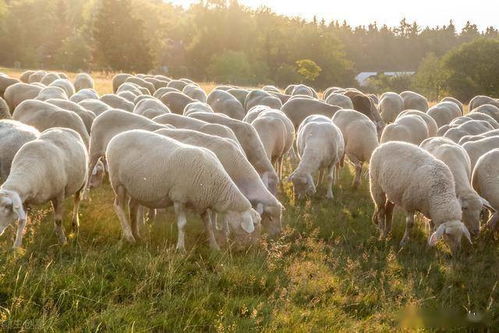 圈养羊的技术,羊舍饲的日常管理方法,科学养羊才能效益好