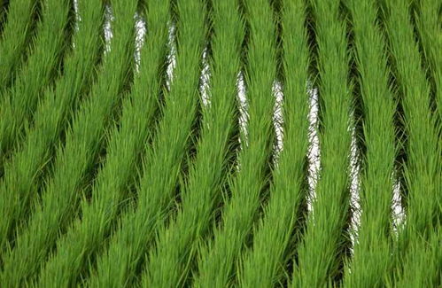 水稻高产秘诀和栽培技术分享