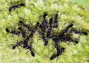 猛蚁的养殖方法 