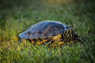 温室养殖乌龟之成龟的饲养管理