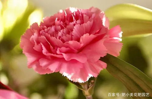 中国的母亲花,比起康乃馨,这种花更适合送妈妈
