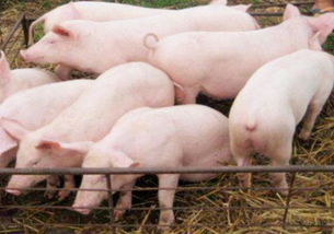 还养猪吗 四种农村养猪常用的方式介绍