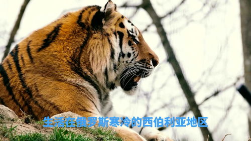 正在灭绝的动物 世界上有多少种老虎 