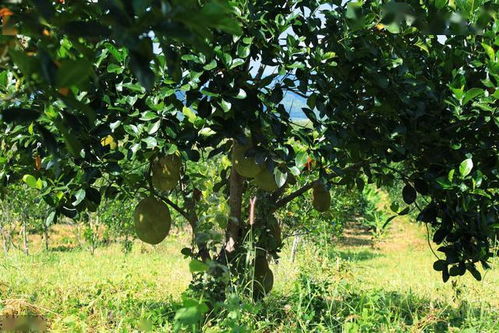 施氮肥太多,虽然能让果树长得旺,但也会让果实变得不够甜