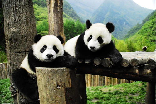 亲近 净土阿坝丨阿坝州九大文旅品牌 大熊猫