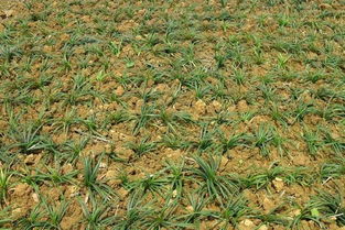 麦冬种植技术 麦冬的田间管理
