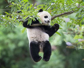 三只旅美大熊猫将返回中国 美媒 粉丝们悲伤不舍