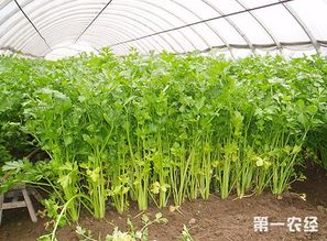 芹菜的种植管理方法