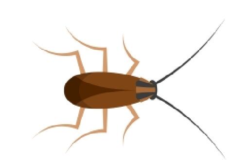蟑螂会飞吗 夏季彻底消灭蟑螂的好办法有哪些 爬过的地方有毒吗