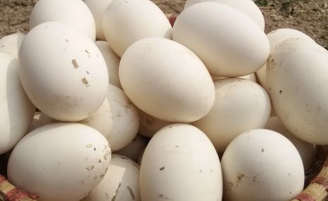 鹅蛋怎么做好吃 鹅蛋5种最好吃的做法