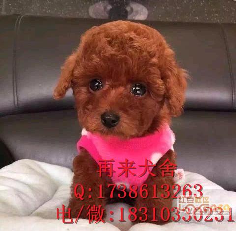北京哪里出售纯种泰迪幼犬 泰迪价格 