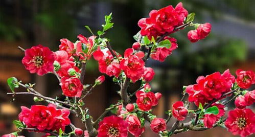 盆栽海棠花的养殖方法和注意事项