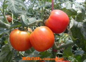 番茄如何种植 番茄的种植时间与方法