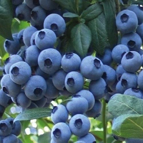 蓝莓是我终生难忘的水果 我不但喜欢吃 而且还上瘾了