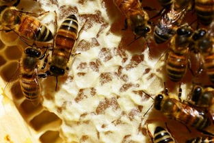 纯天然蜂胶和蜂蜜的区别在哪 多少钱一斤 该市场是否有投资商机