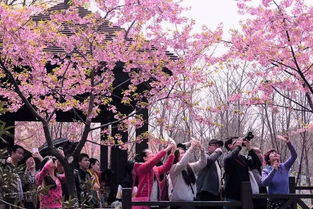 上海樱花节要来了,1200余亩樱花盛开,攻略快收好