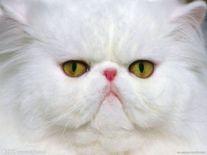 纯白毛 眼睛一蓝一琥珀色 毛色正常 是波斯猫吗 如果不是 请问是什么猫 还有 如果买的话大概多少钱 
