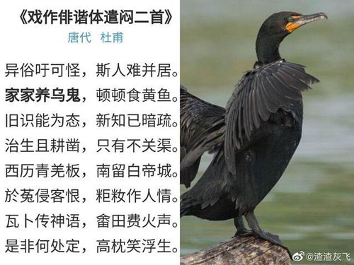 说文解字 鹰 字隐藏着华夏先民 驯鸟 的历史信息