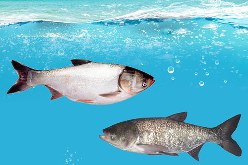 鲢鳙鱼最喜欢什么味型的食物 鲢鳙鱼的垂钓技巧和用饵方法
