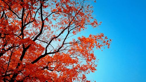 一入秋就美成诗 北京人的朋友圈,藏着最令人心动的秋天