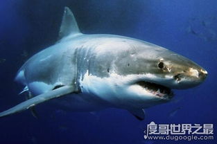 鼠鲨科鱼类三大明星,大白鲨 太平洋鼠鲨 灰鲭鲨