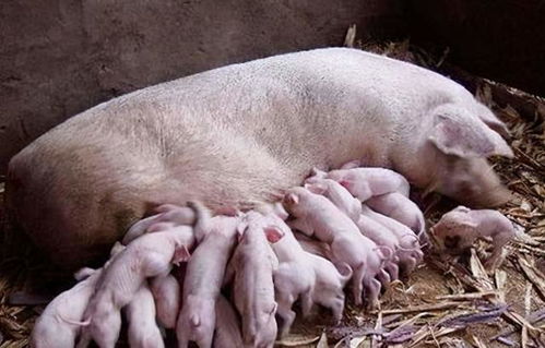 冬季后备妊娠哺乳母猪的饲养管理应该怎么做