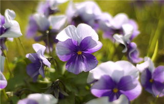 紫罗兰的花语是什么 象征永恒的美与爱 