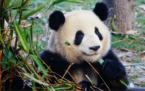 为什么全世界只有我们有大熊猫 800万年前的化石说明了什么